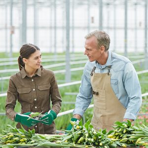 Tow gardeners attending to a large garden inside a greenhouse